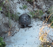 Schildkröte in den Dünen, gesehen am Ponce Inlet in Florida