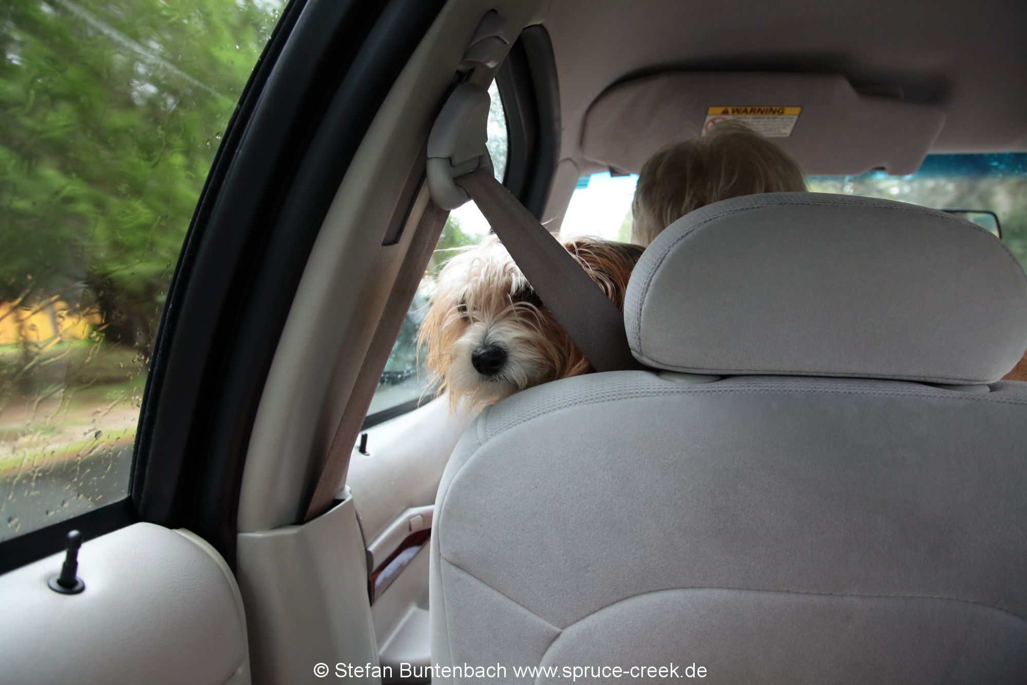 Im Taxivom Cedar Key Airport in die Stadt: Der Hund der Fahrerin fährt mit.