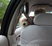 Im Taxivom Cedar Key Airport in die Stadt: Der Hund der Fahrerin fährt mit.