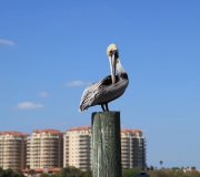 Daytona Beach FL IMG_0540