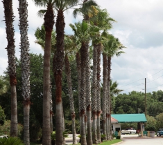 Spruce Creek Fly In Community in Florida im Gelände. Views of Spruce Creek Airpark.