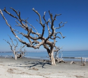 Jekyll Island Georgia IMG_6747