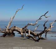 Jekyll Island Georgia IMG_6791