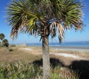 Jekyll Island Georgia IMG_6841