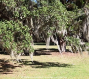 Jekyll Island IMG_6628fl2010