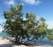 Key West Florida IMG_4659