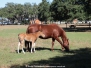 RiverRanch
