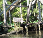 Spruce Creek Photos IMG_1954